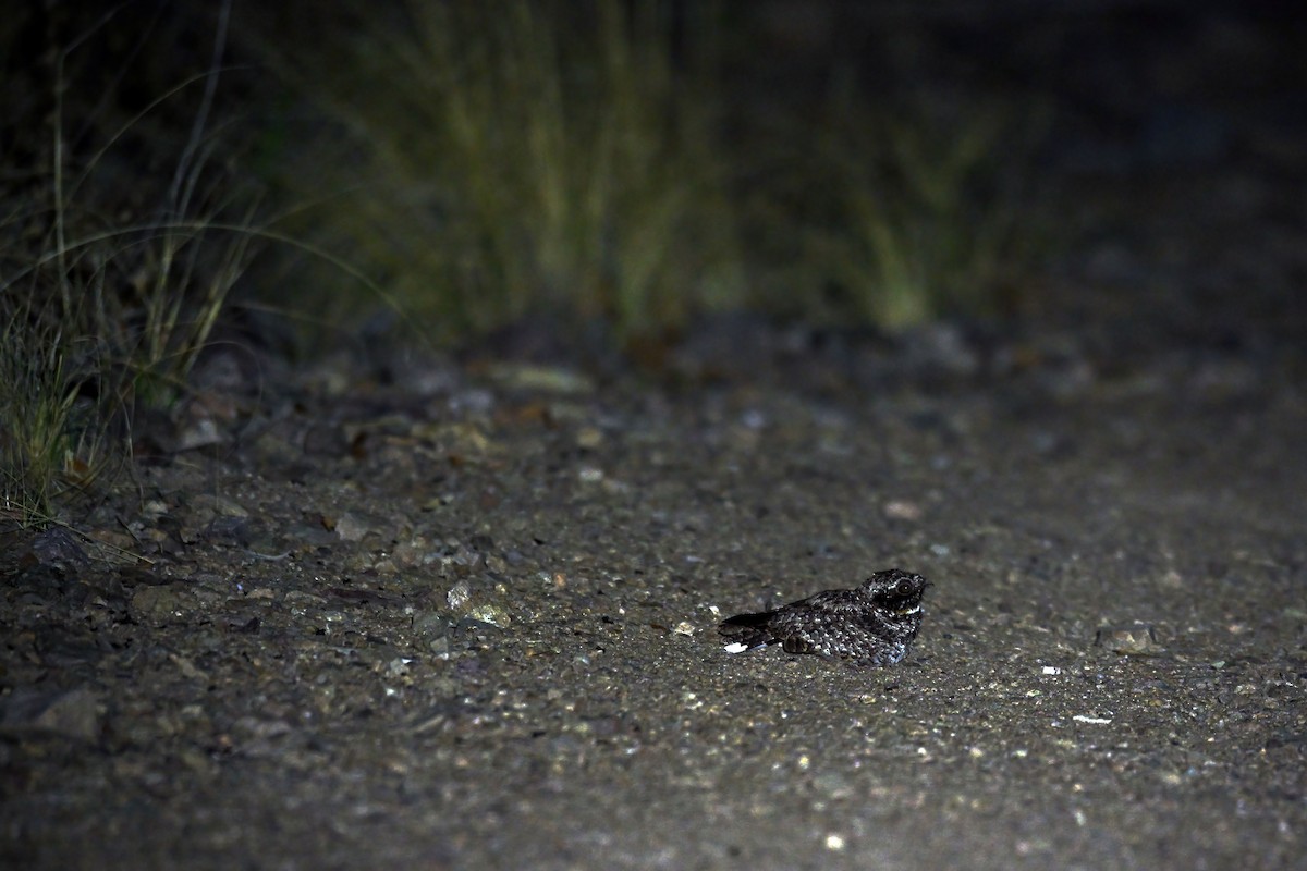 Common Poorwill - ML640207676