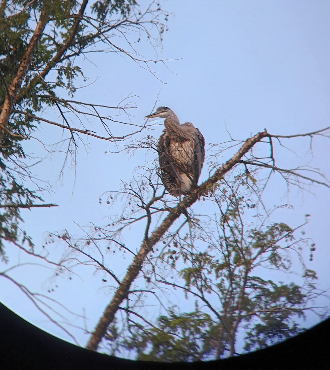 volavka velká - ML640207682