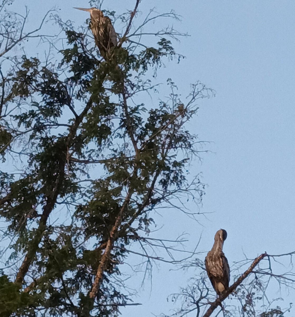 volavka velká - ML640207683