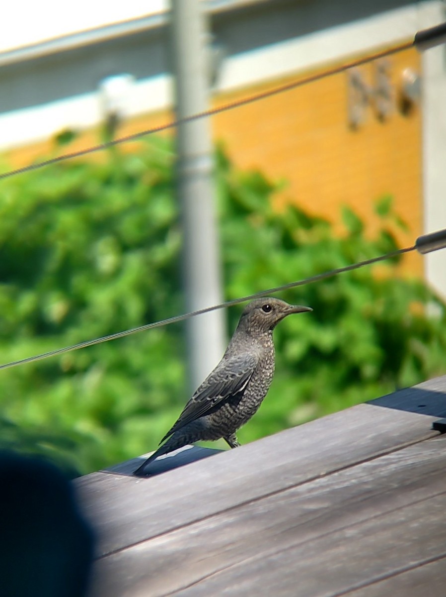 Blue Rock-Thrush - ML640207705