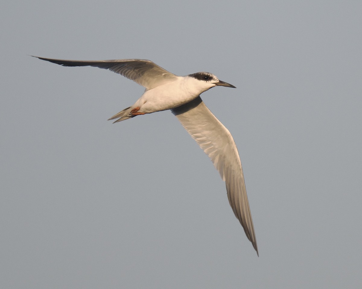 Forster's Tern - ML640207707