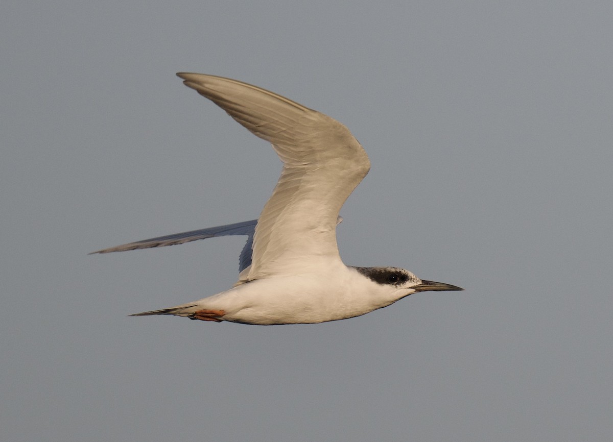 Forster's Tern - ML640207708