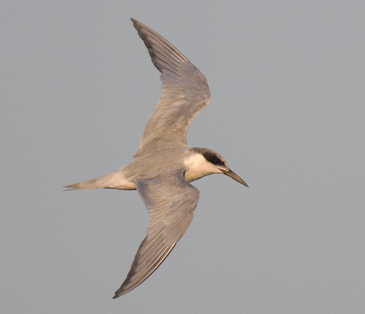 Forster's Tern - ML640207709