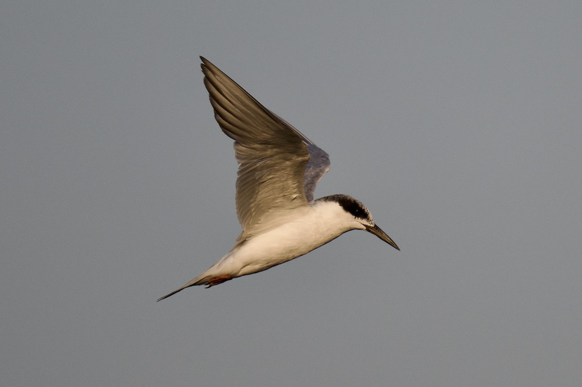Forster's Tern - ML640207710