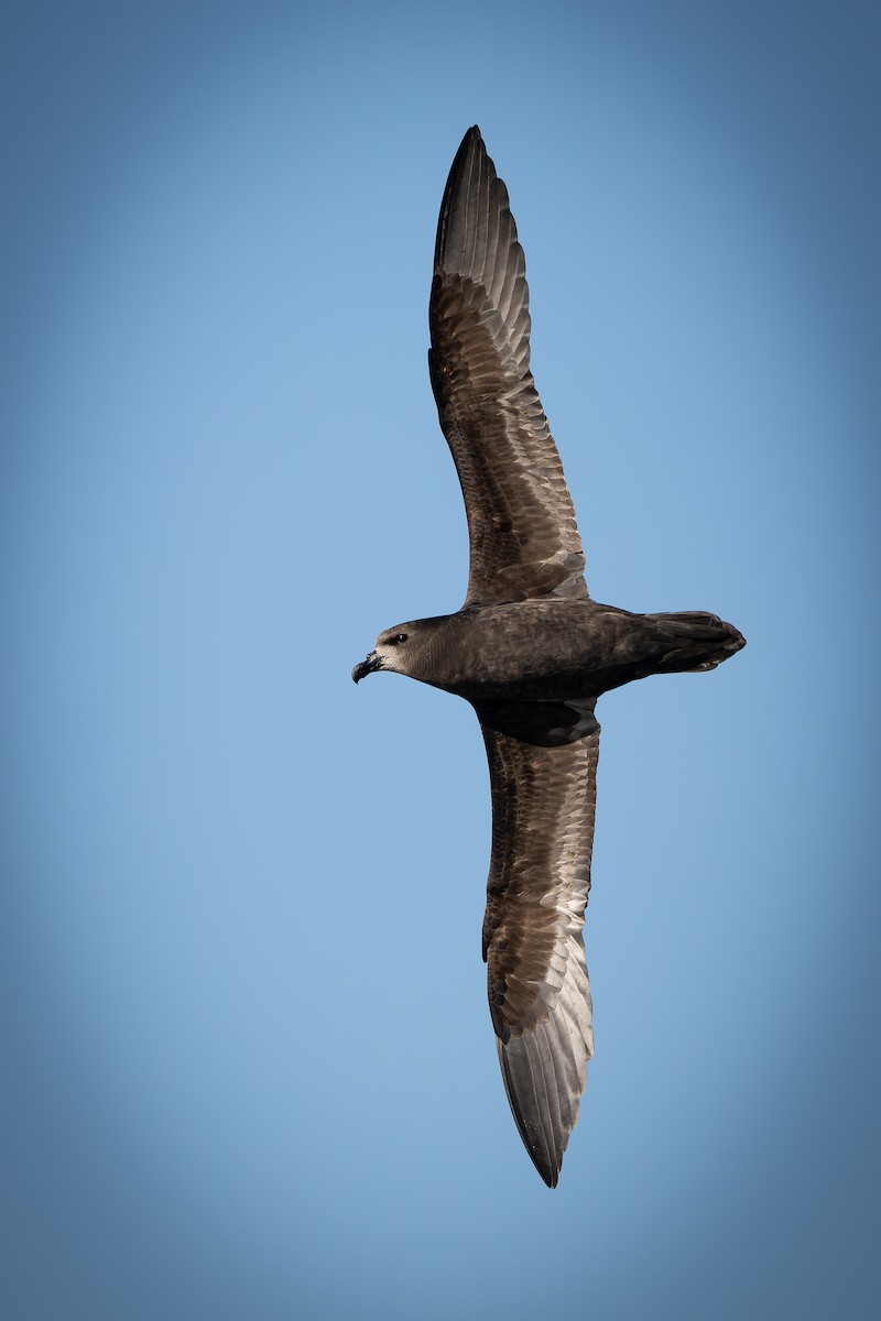 Great-winged Petrel - ML640207723