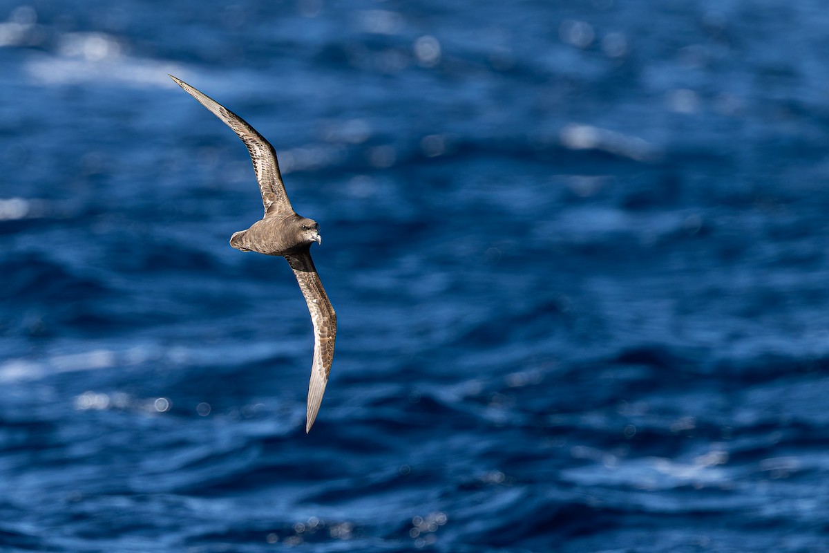 Great-winged Petrel - ML640207727