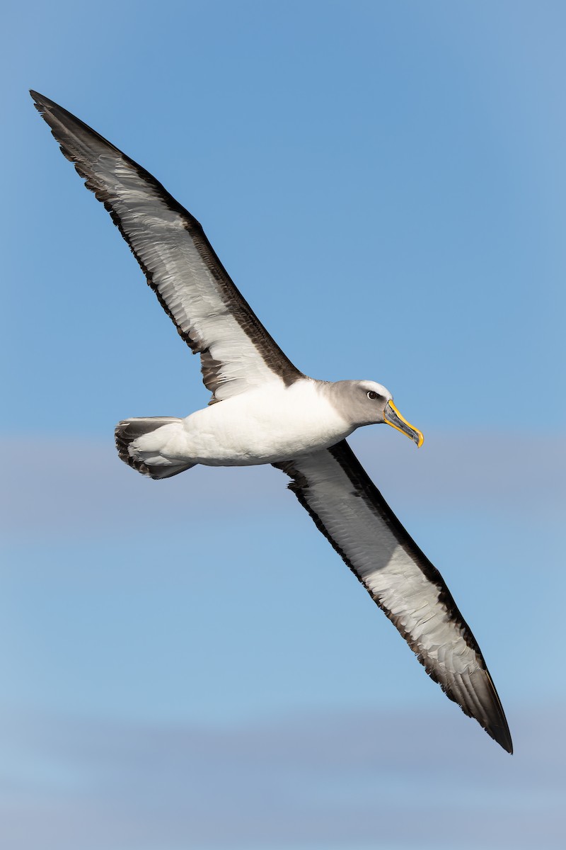 Buller Albatrosu - ML640207733