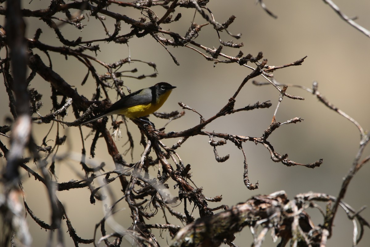 Brown-capped Redstart - ML640207743