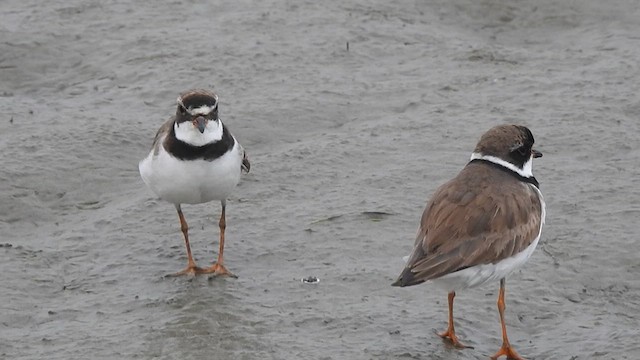 Semipalmated Plover - ML640207769