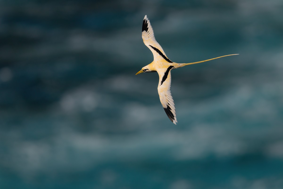 White-tailed Tropicbird (Golden) - ML640207773
