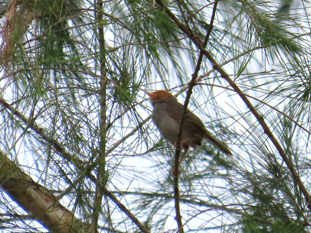 Grauschneidervogel - ML640207781