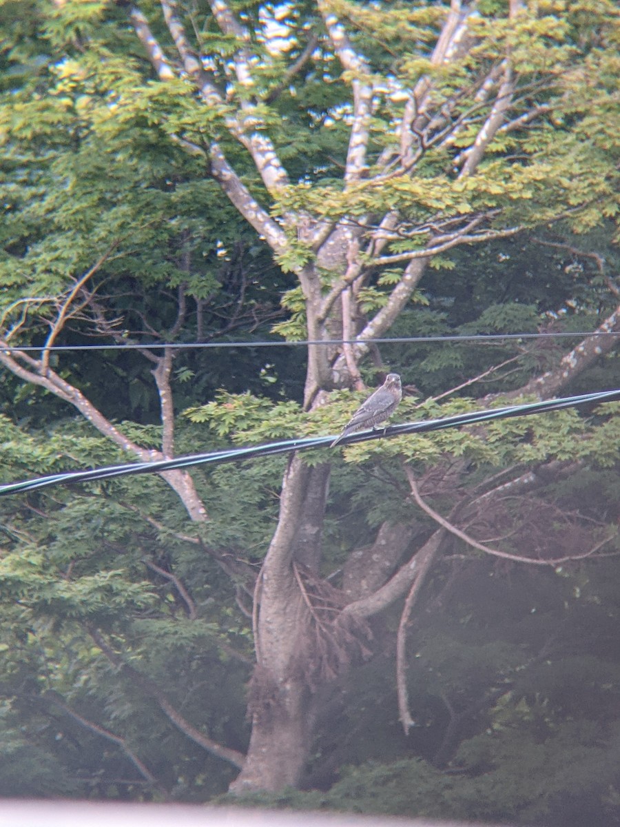 Blue Rock-Thrush - ML640207812