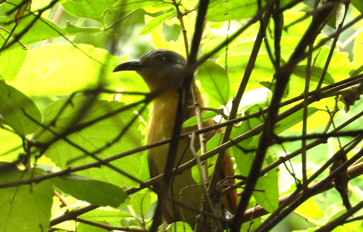 Gray-capped Cuckoo - ML640207813