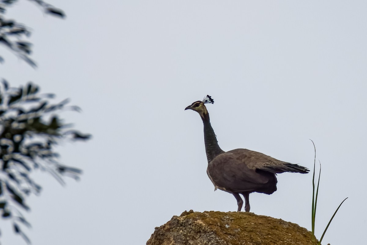 Indian Peafowl - ML640207832