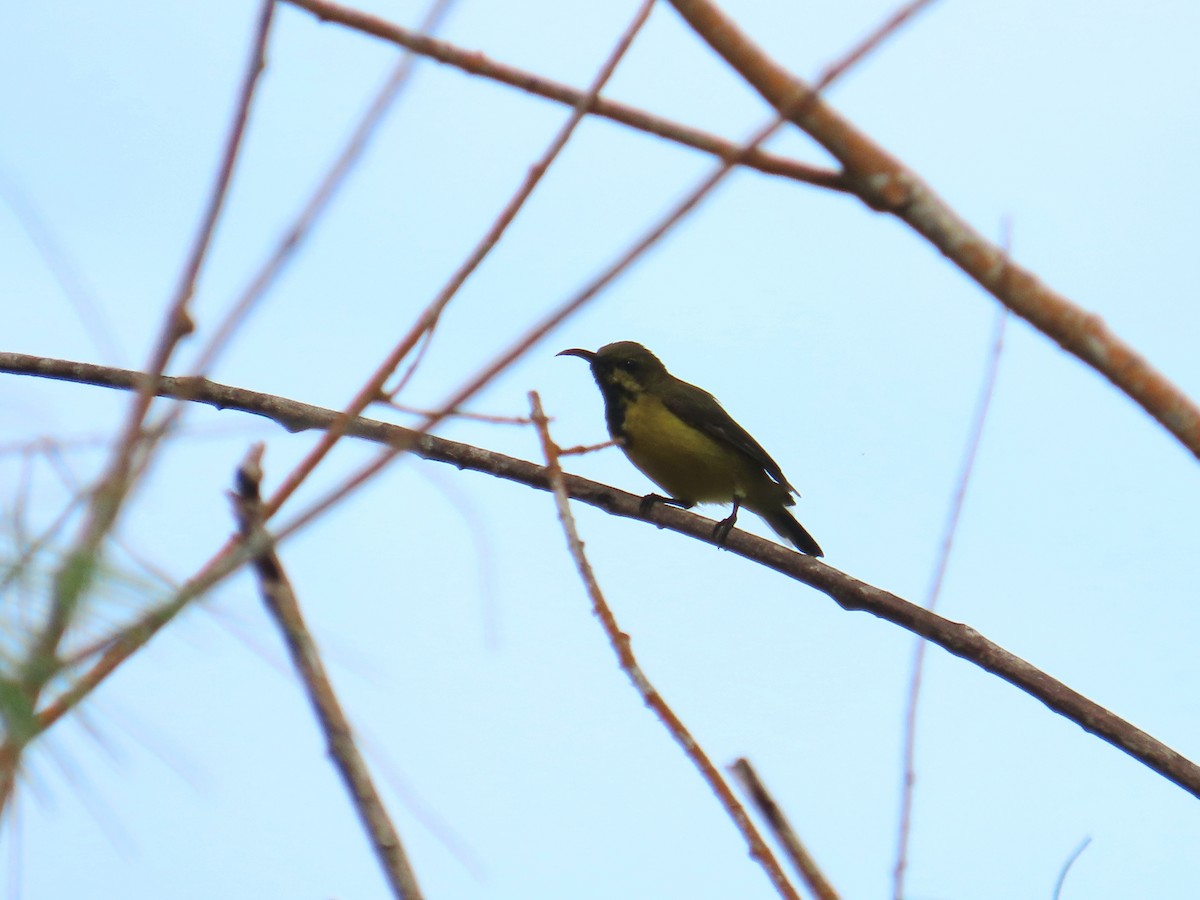Ornate Sunbird - ML640207848