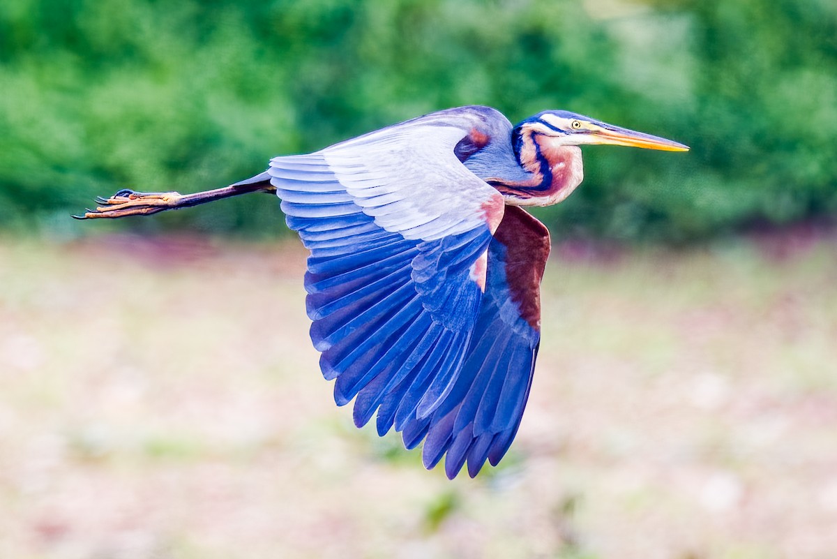 Purple Heron - ML640207868