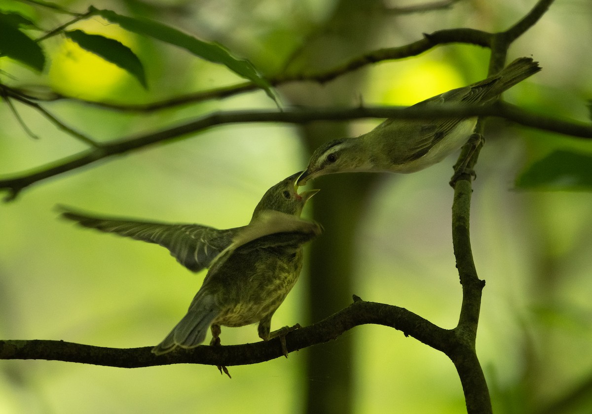 Kızıl Gözlü Vireo - ML640207910