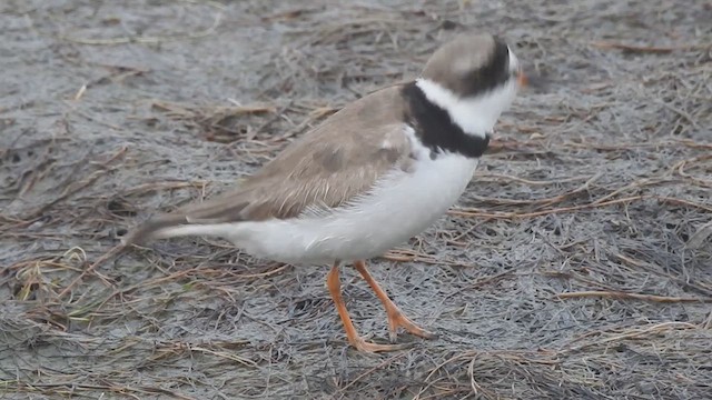 Semipalmated Plover - ML640207918