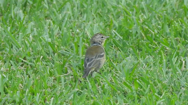 Pine Warbler - ML640207944