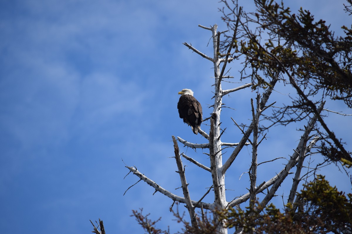 Bald Eagle - ML640207965