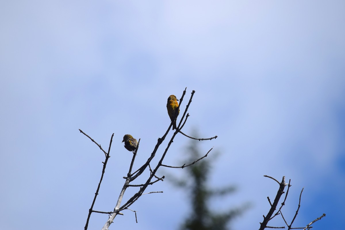 Red Crossbill - ML640208076