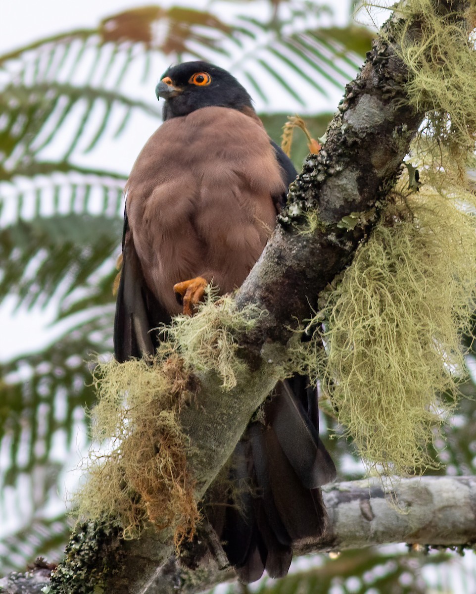 Black-mantled Goshawk - ML640208097