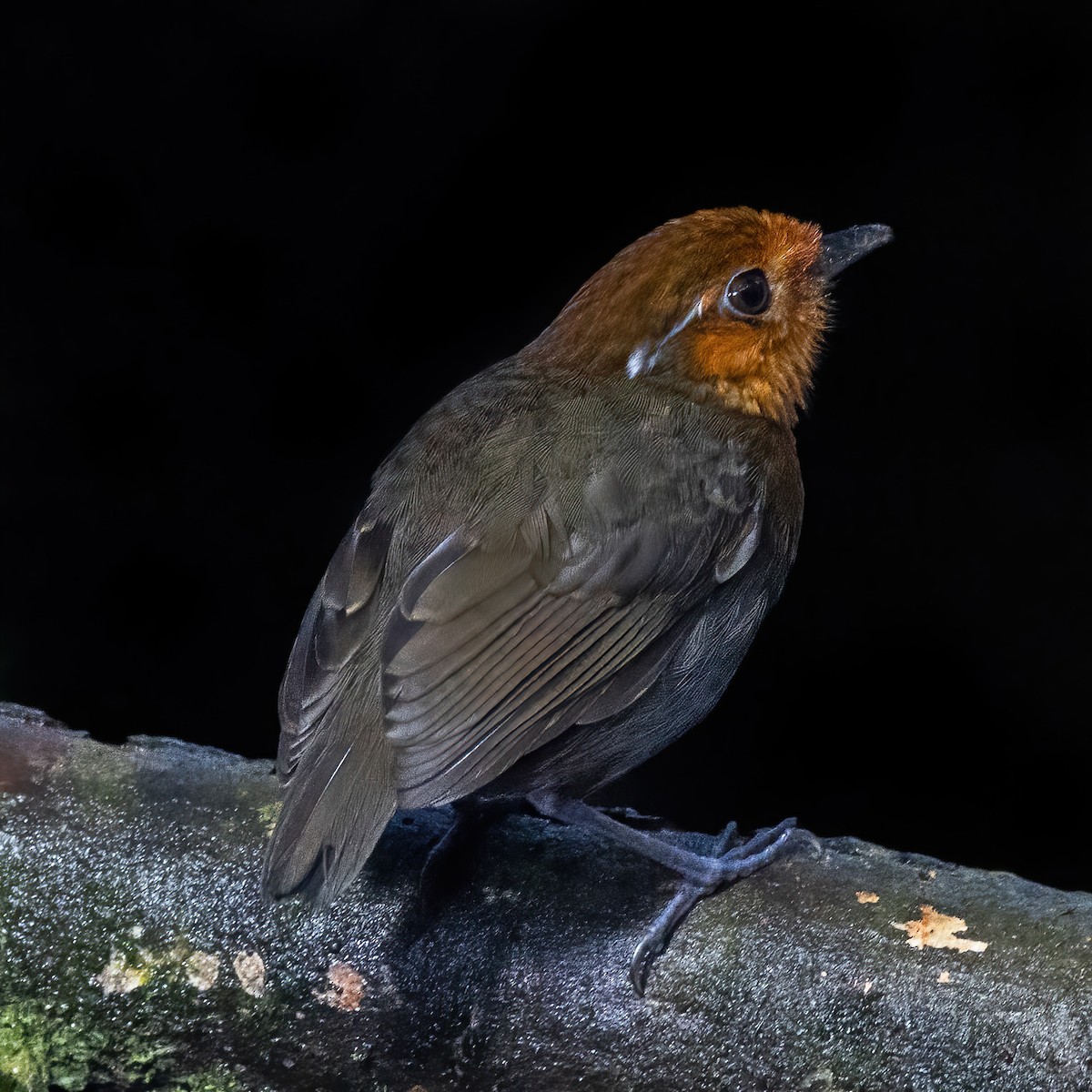 Conopophage à couronne rousse - ML640208100