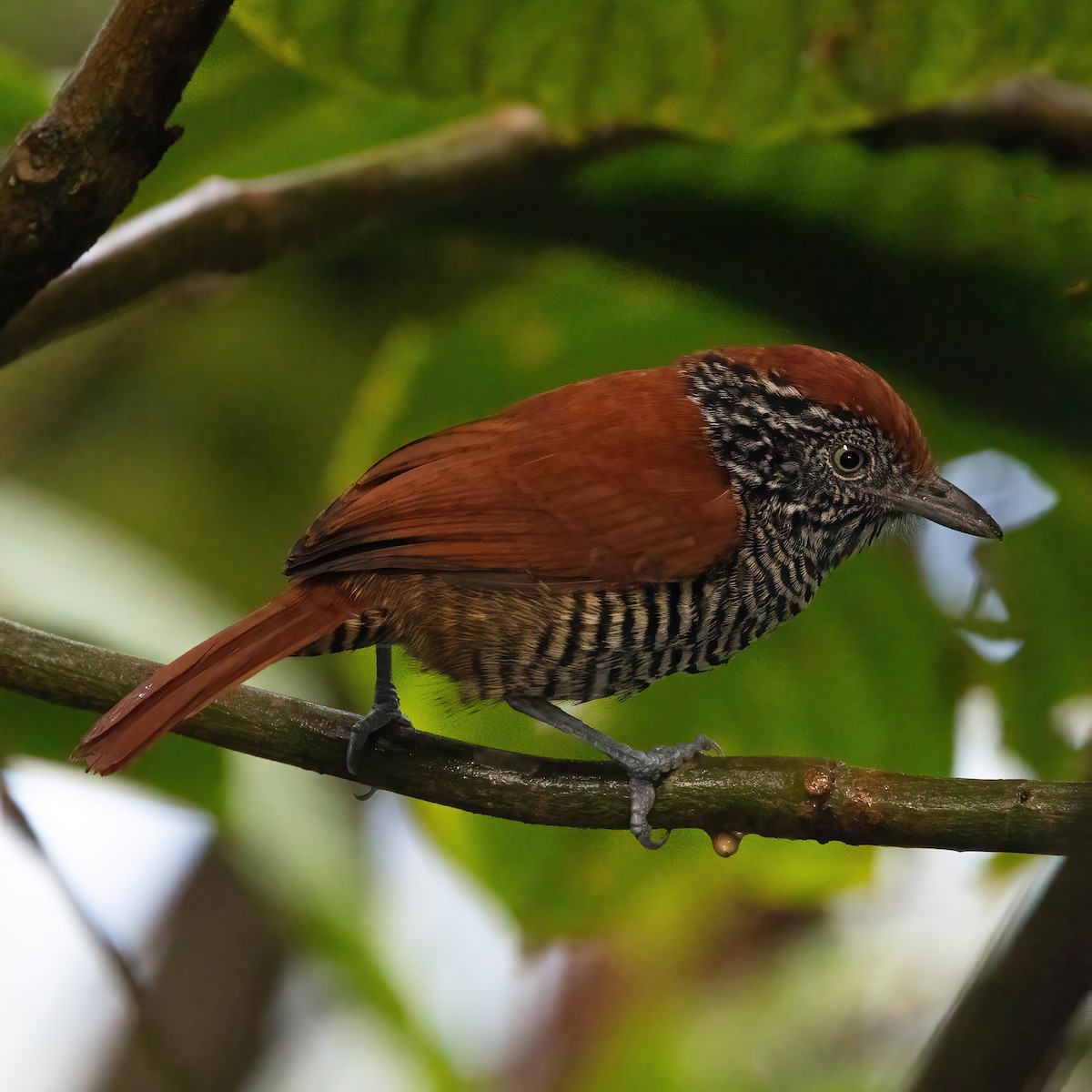 Lined Antshrike - ML640208111