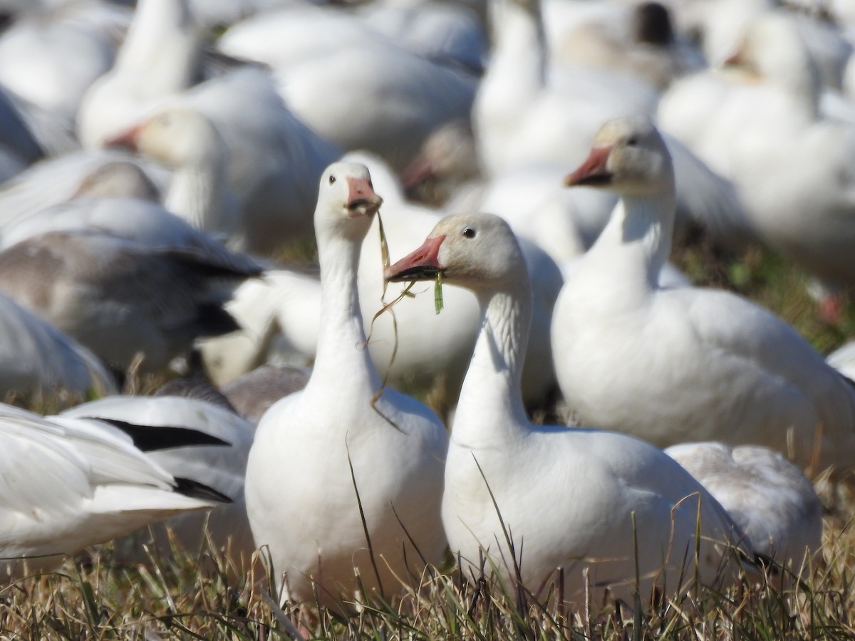 Snow Goose - ML640208121