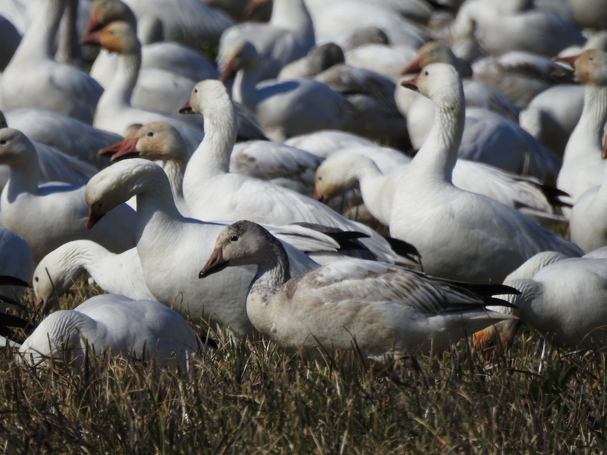 Snow Goose - ML640208127