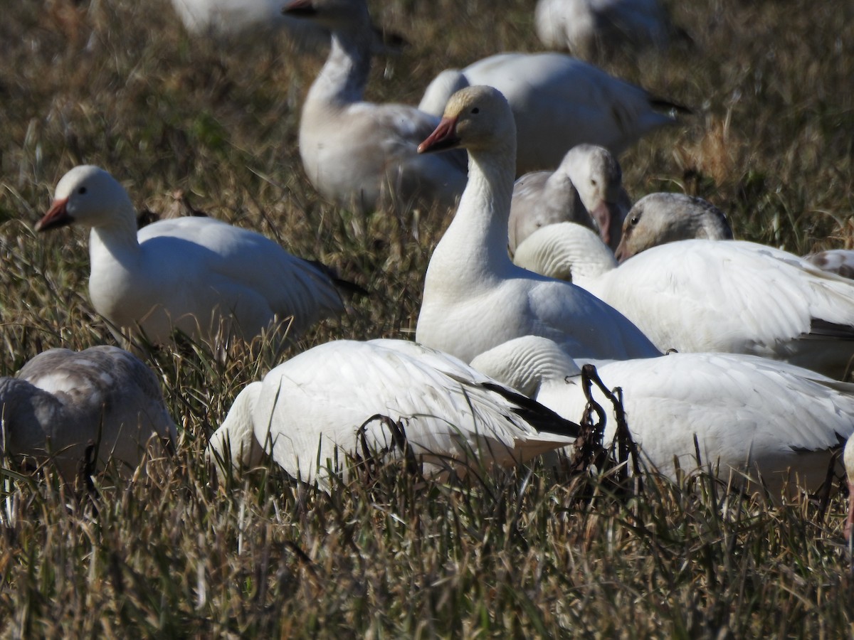 Snow Goose - ML640208138