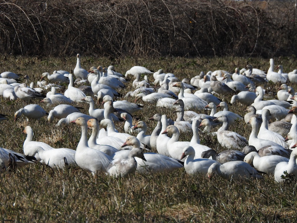 Snow Goose - ML640208148