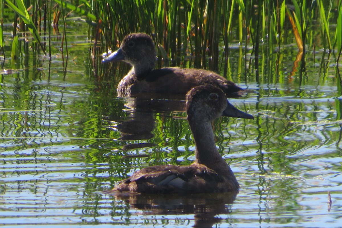 Ring-necked Duck - ML640208151