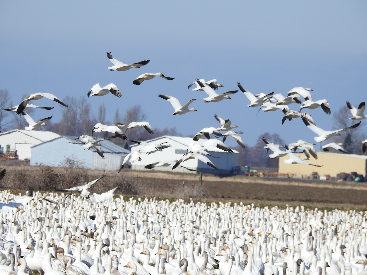 Snow Goose - ML640208185