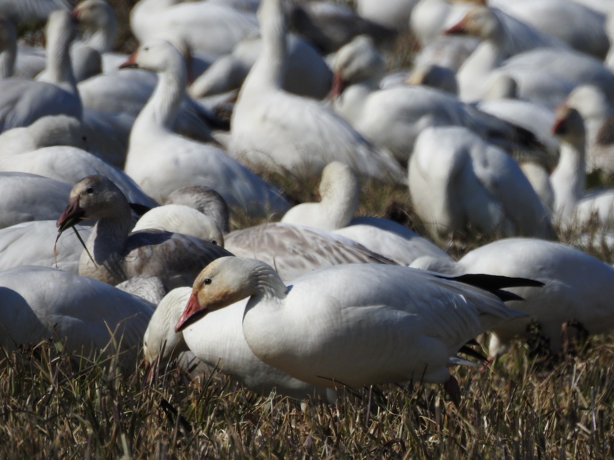 Snow Goose - ML640208201
