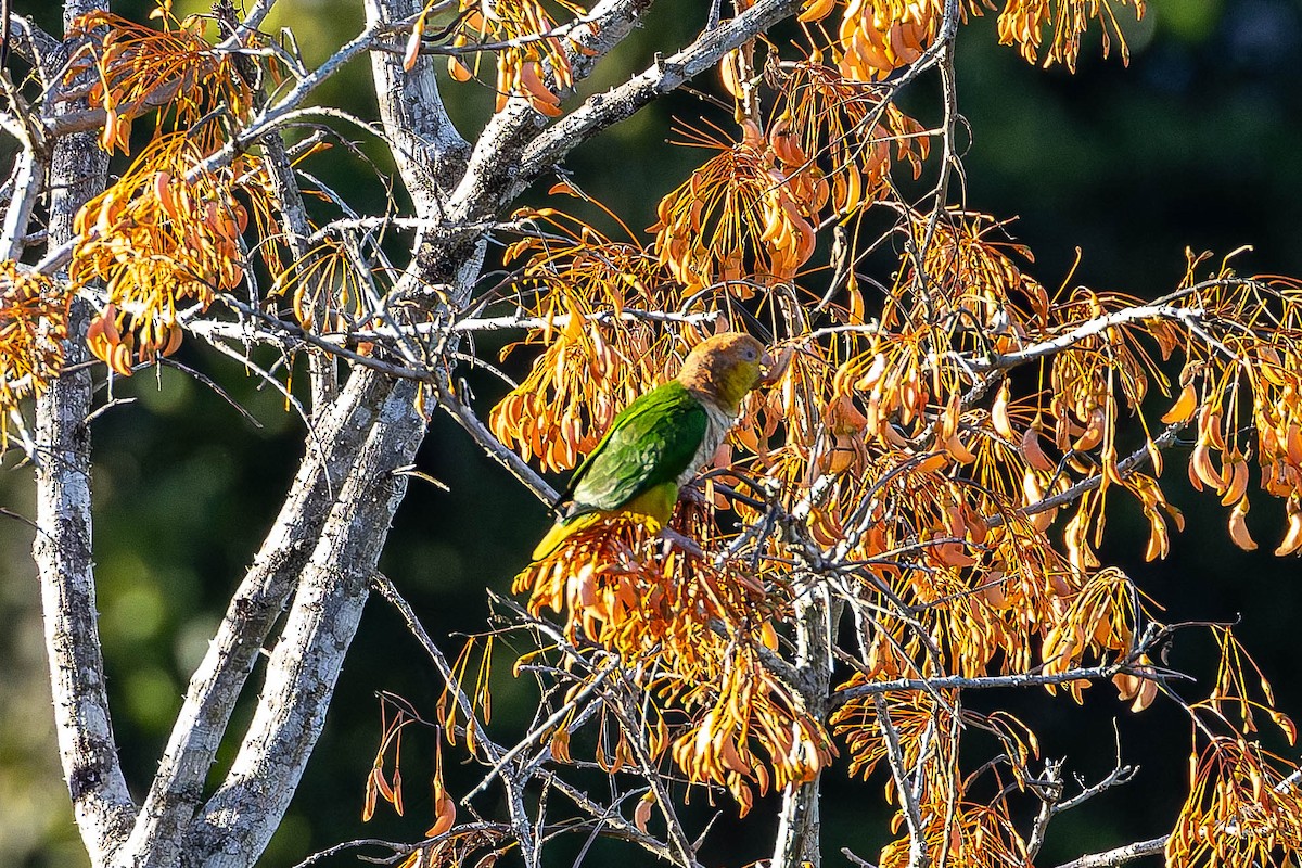 White-bellied Parrot - ML640208247