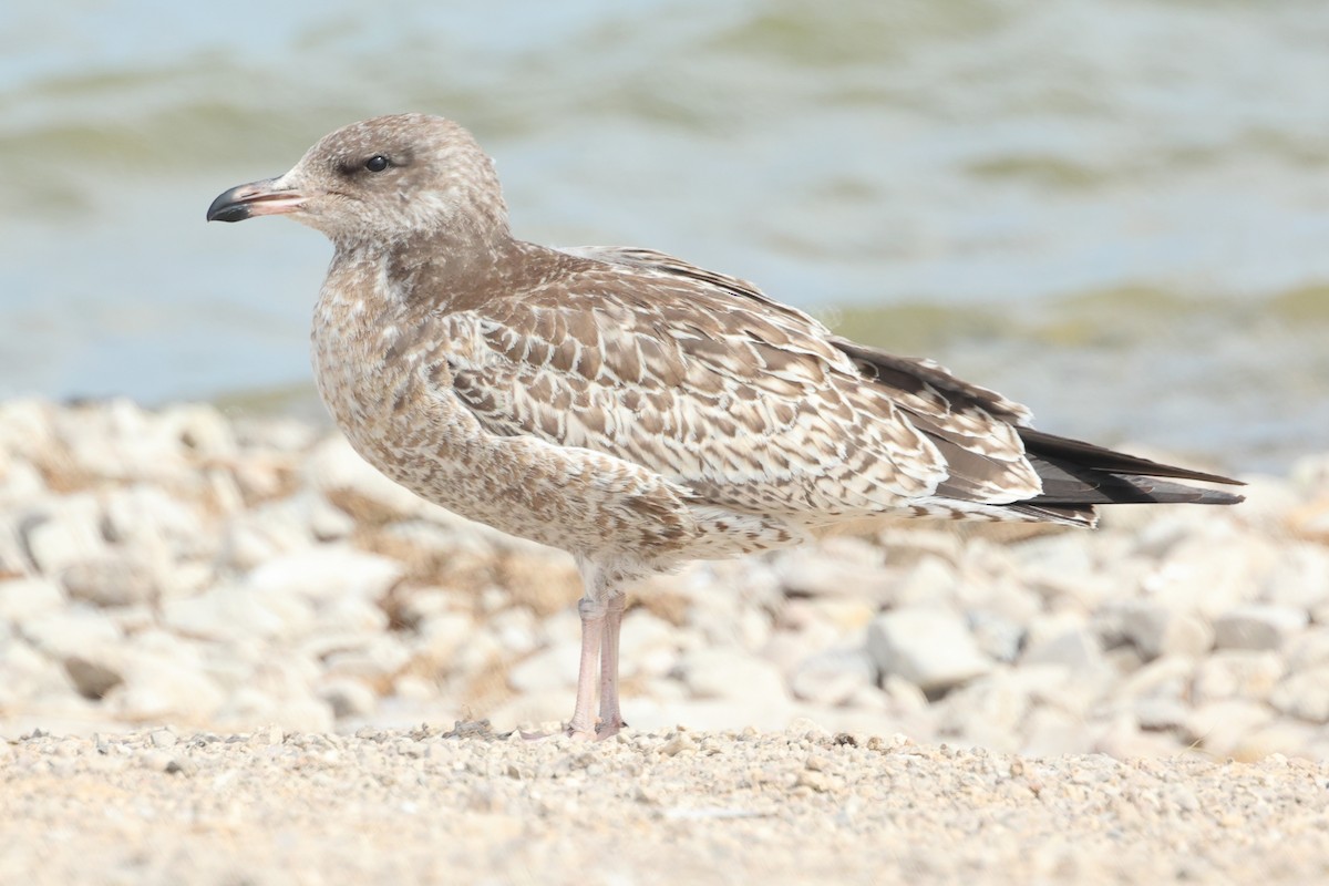 California Gull - ML640208345