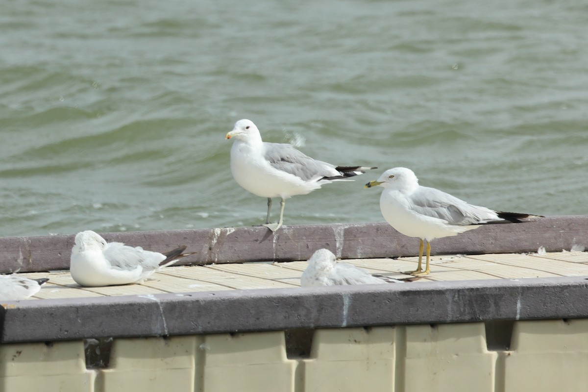 California Gull - ML640208354