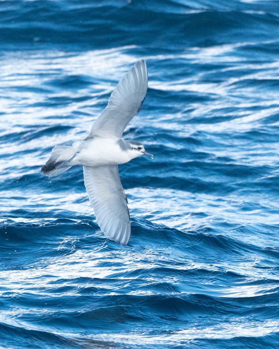 Slender-billed Prion - ML640208371