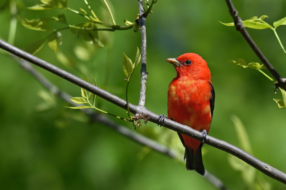 Scarlet Tanager - ML640208373