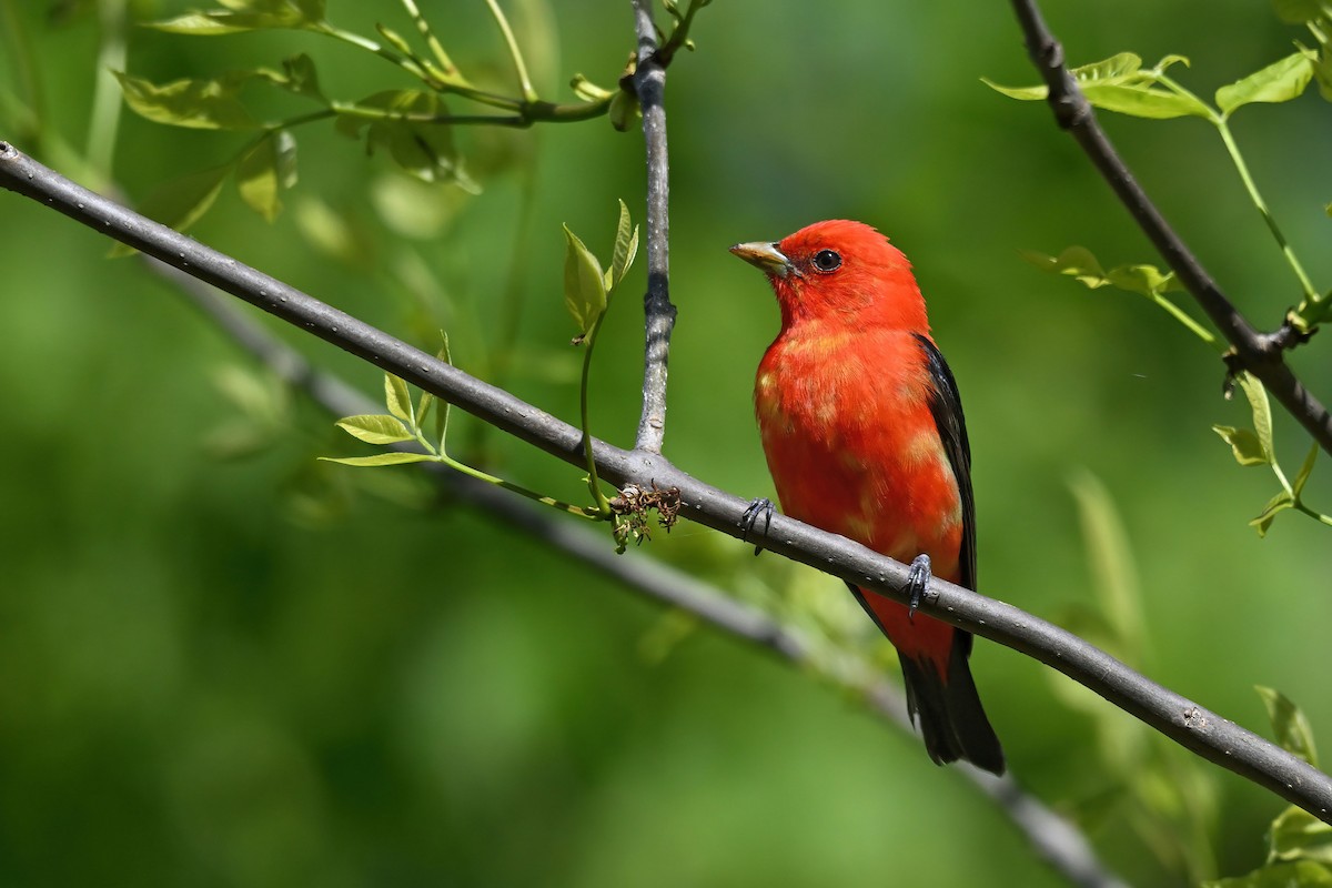 Scarlet Tanager - ML640208374