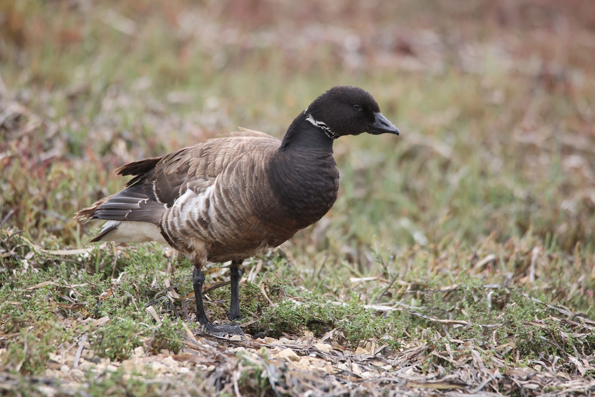 Brant - ML640208382