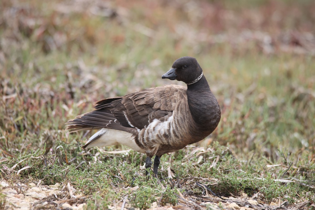 Brant - ML640208383