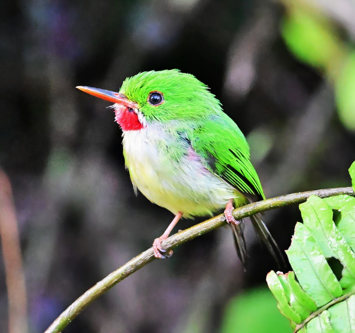 Jamaican Tody - ML640208412