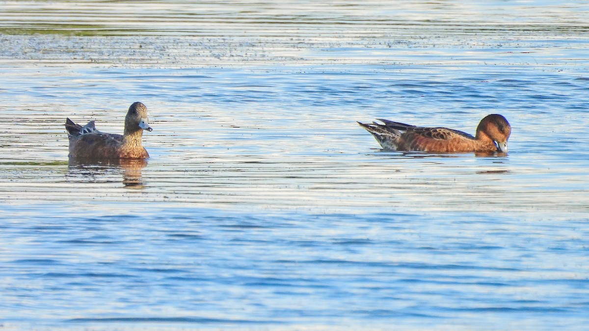 Canard siffleur - ML640208432