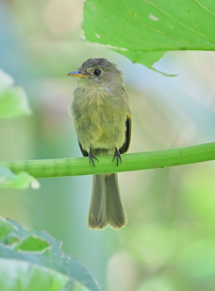 Jamaican Pewee - ML640208441