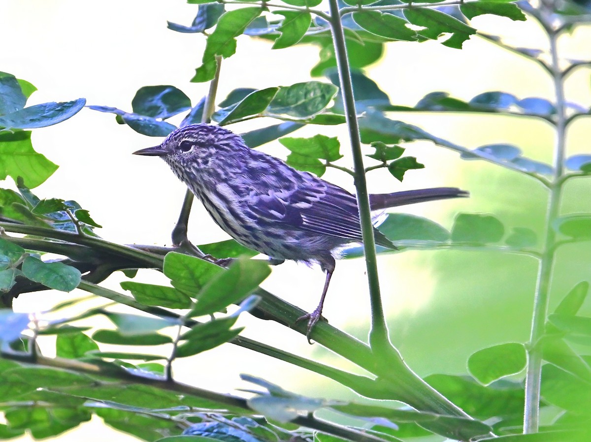 Arrowhead Warbler - ML640208461
