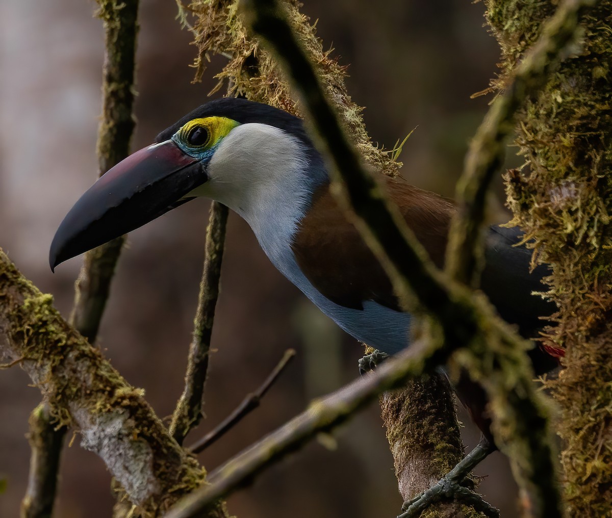 tukan černozobý - ML640208483