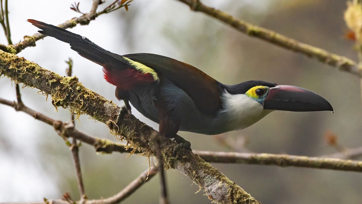 tukan černozobý - ML640208484