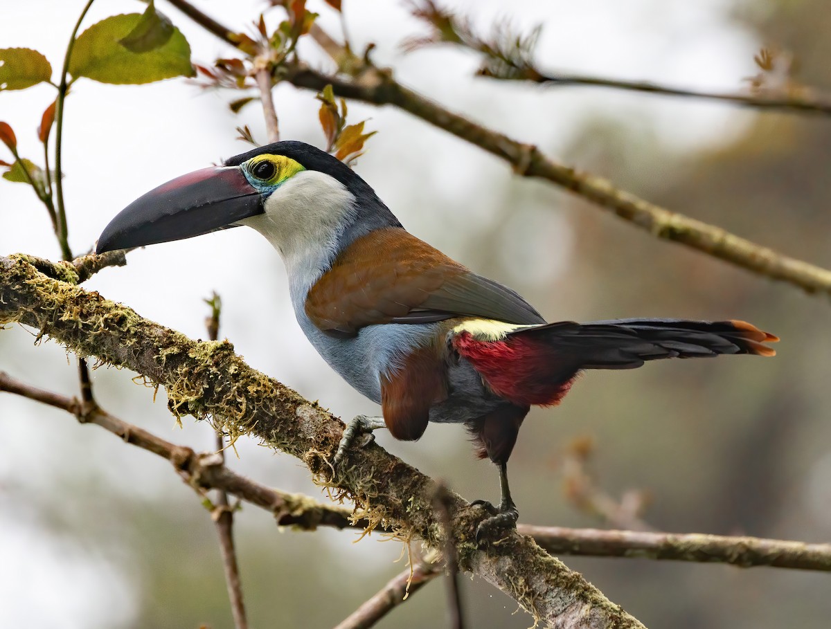 Черноклювый перцеяд - ML640208486